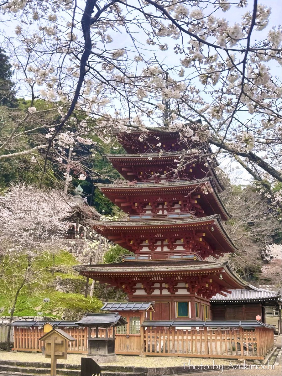 小豆餅乃部屋 ⚘ ⡱ tweet media