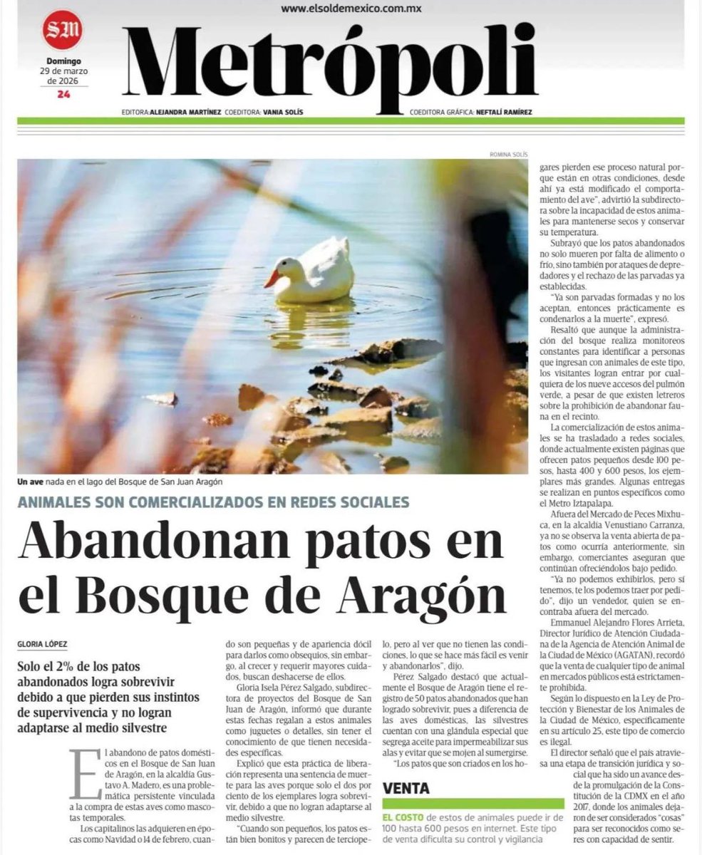 Los patos en abandono en el Bosque de Aragón y su precaria supervivencia un ejemplo más del desprecio del gobierno de <a href="/ClaraBrugadaM/">Clara Brugada Molina</a> por los seres sintientes en la CDMX