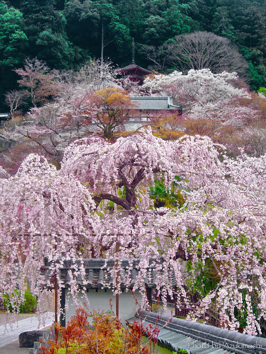 小豆餅乃部屋 ⚘ ⡱ tweet media