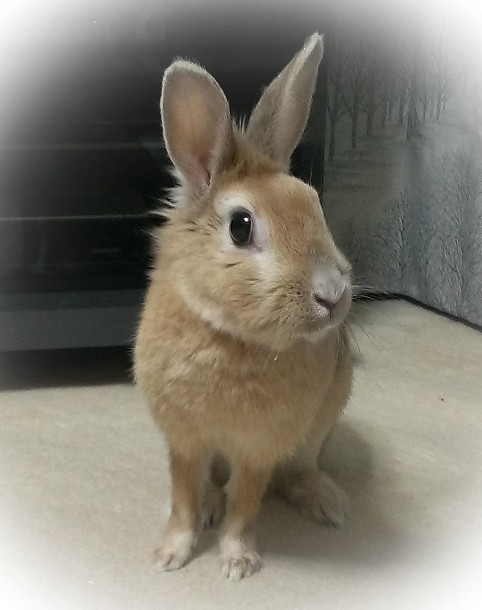 jizoGG's tweet photo. 今日はきなこの月命日です🐰 https://t.co/XYOW3XSjDa