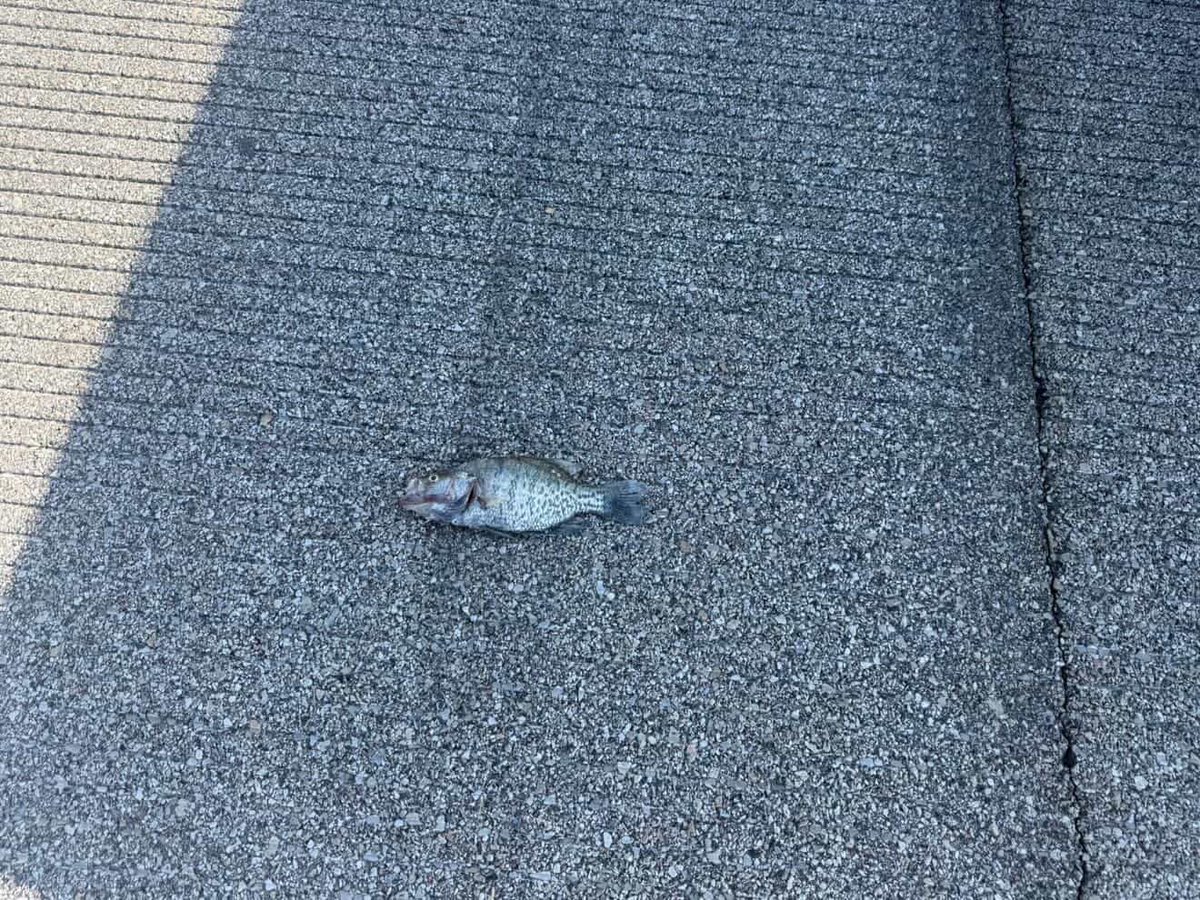 Combat Learjet tweet media