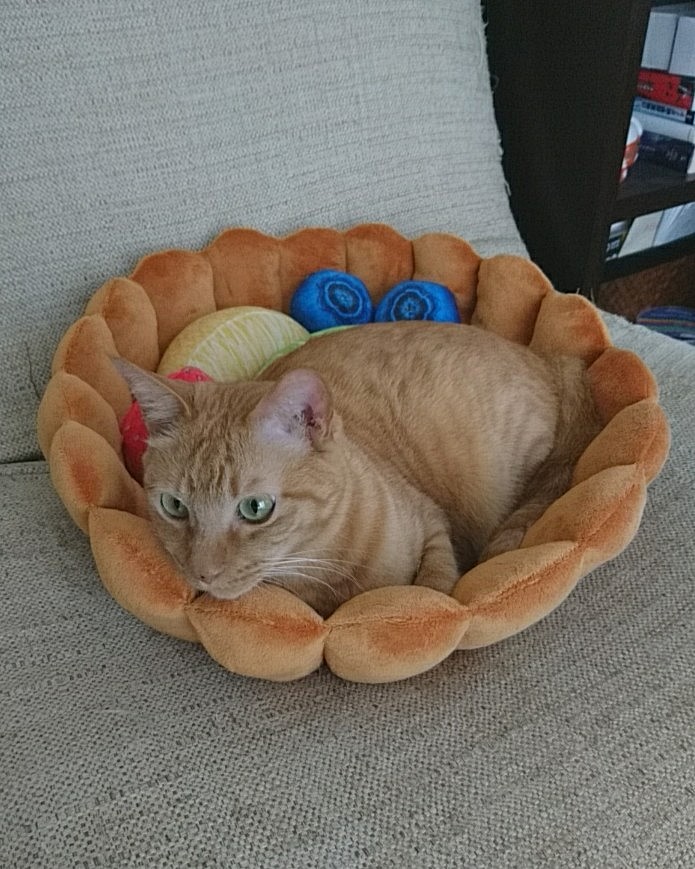 パペットマペット tweet media