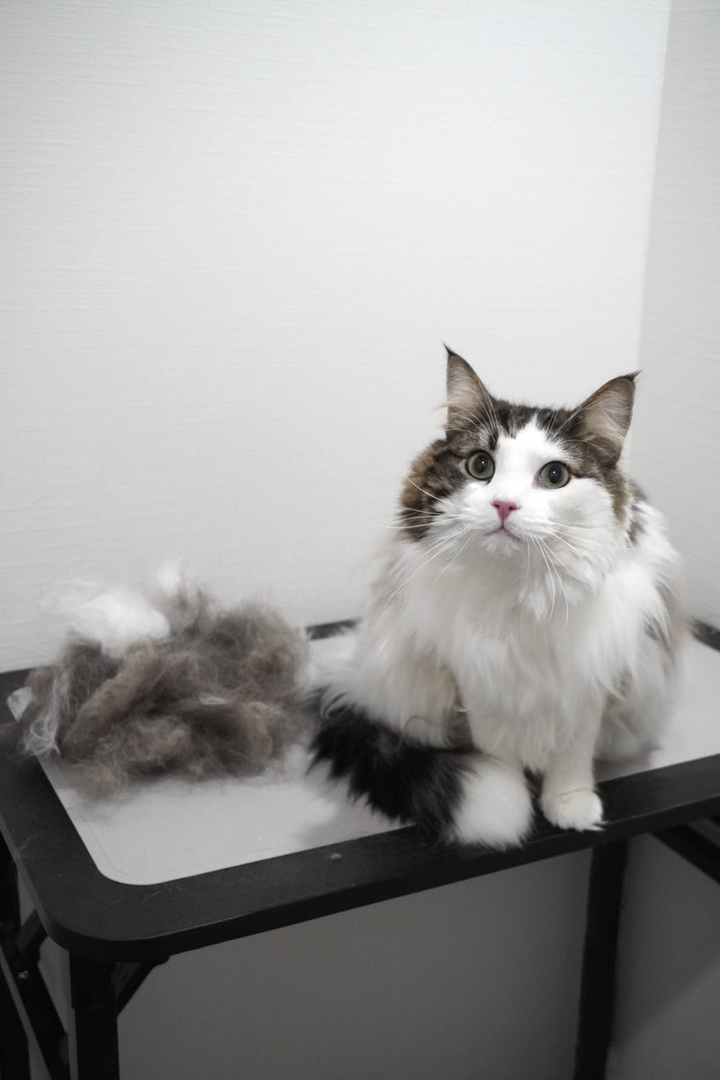 おはようございます🐈
ねこちゃんの換毛期対策できてますか⁉️
にゃん通👇
nyankonchi.jp/column/nyantu-…

#換毛期 #猫のいる暮らし #猫ケア #ブラッシング #猫好きさんと繋がりたい #にゃん子ん家