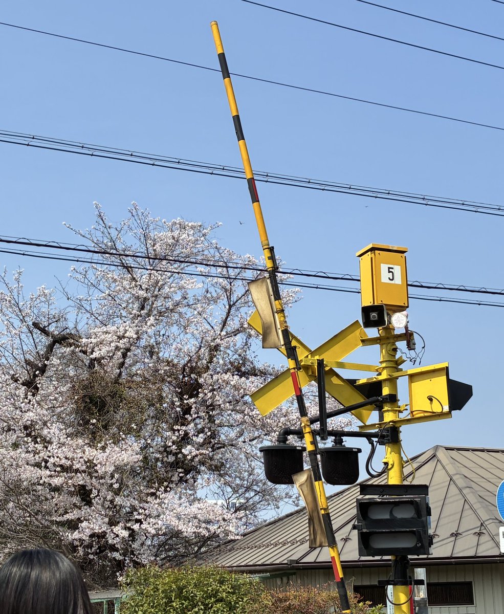 日本酒サラ🍶💚VTuber tweet media