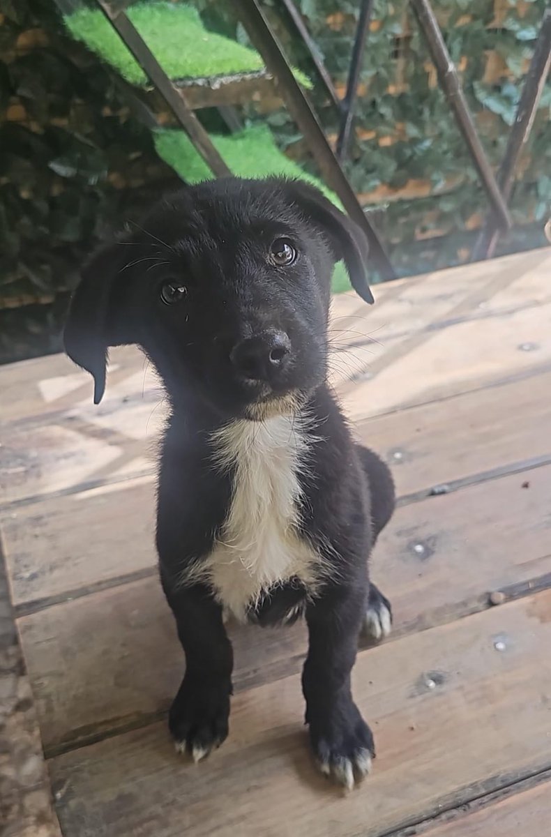 Firulais a salvo tweet media