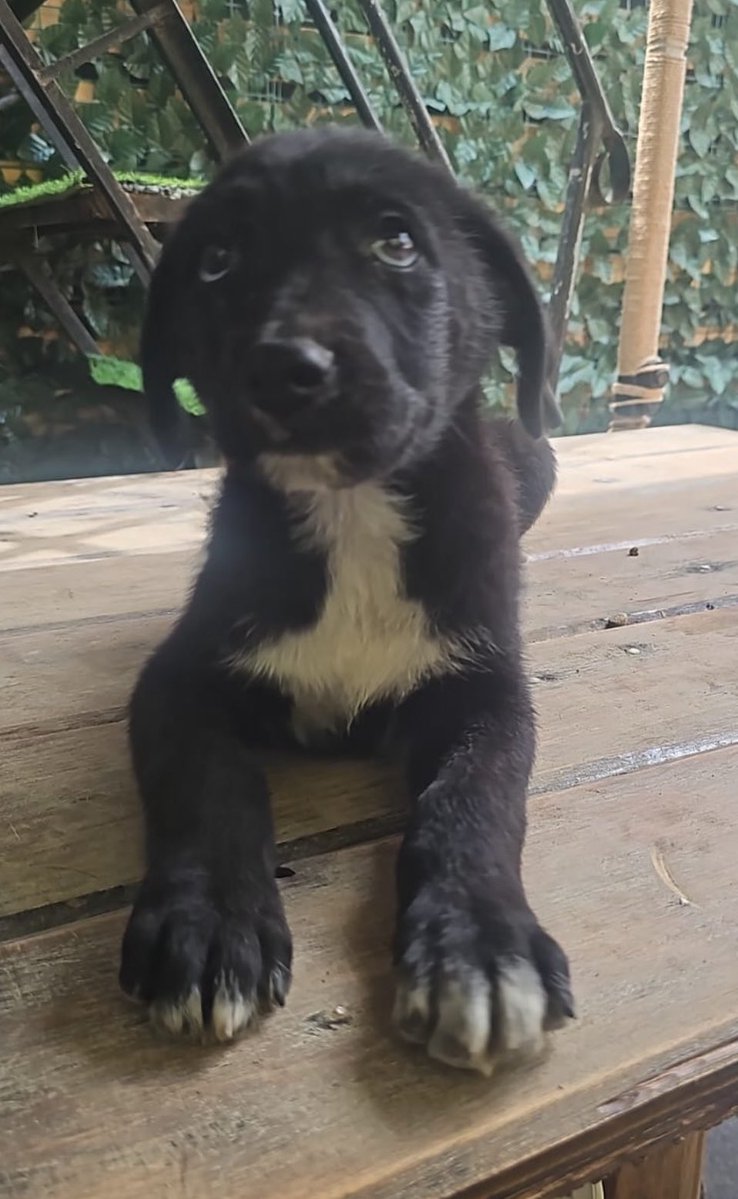 Firulais a salvo tweet media