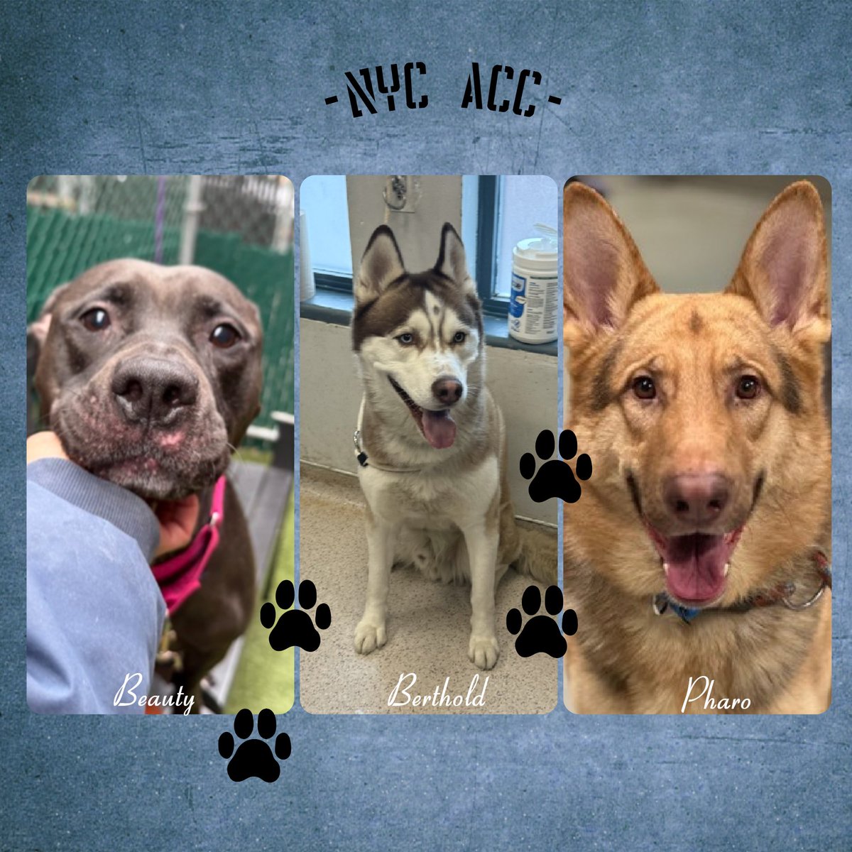 Not the Same tweet media