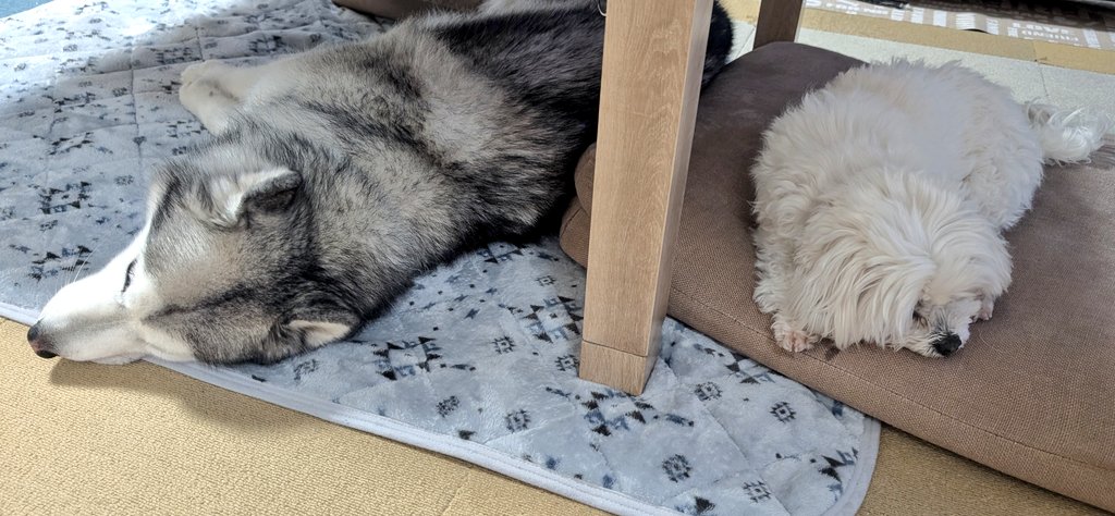 ⚝ろん&ティニー⚝ tweet media