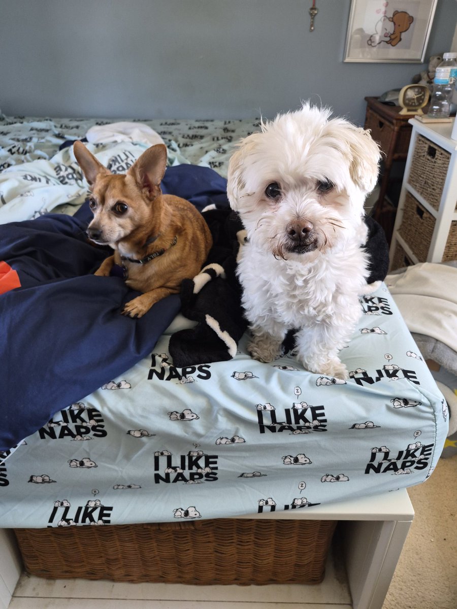 2lilbrightlights 🐾☘️🇮🇹🃏 tweet media