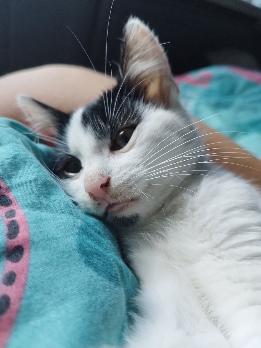 AjriTheFox tweet media