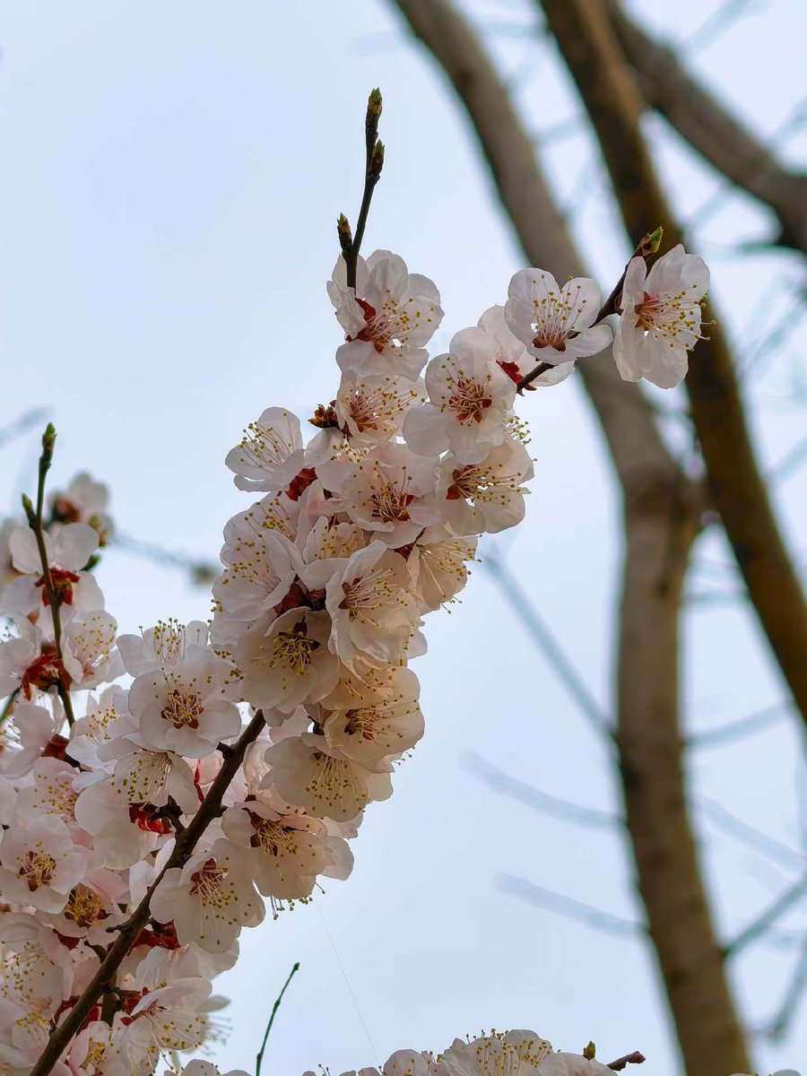 海子边 tweet media