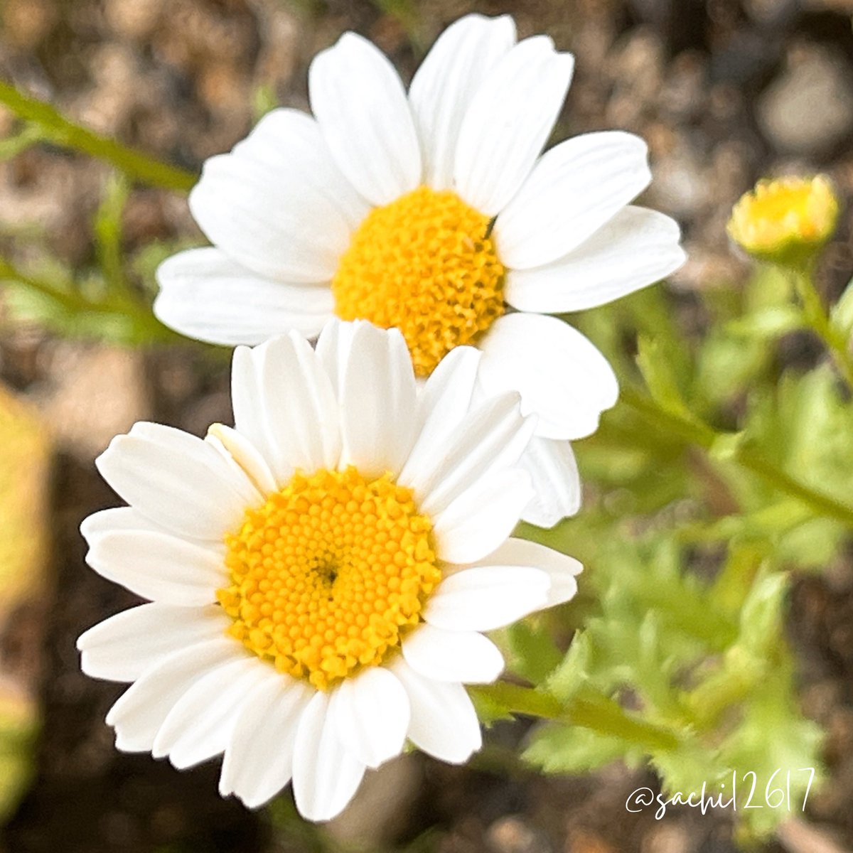 さち🌻 tweet media