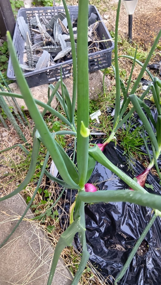 にぬき(SW) tweet media