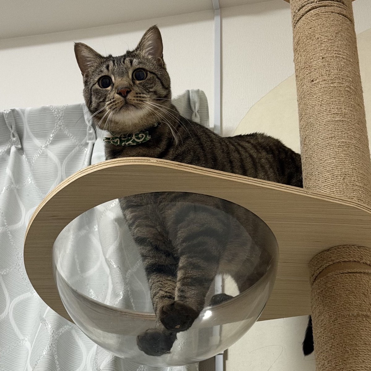 はっとり海鮮丼₍⸍⸌̣ʷ̣̫⸍̣⸌₎✨ tweet media