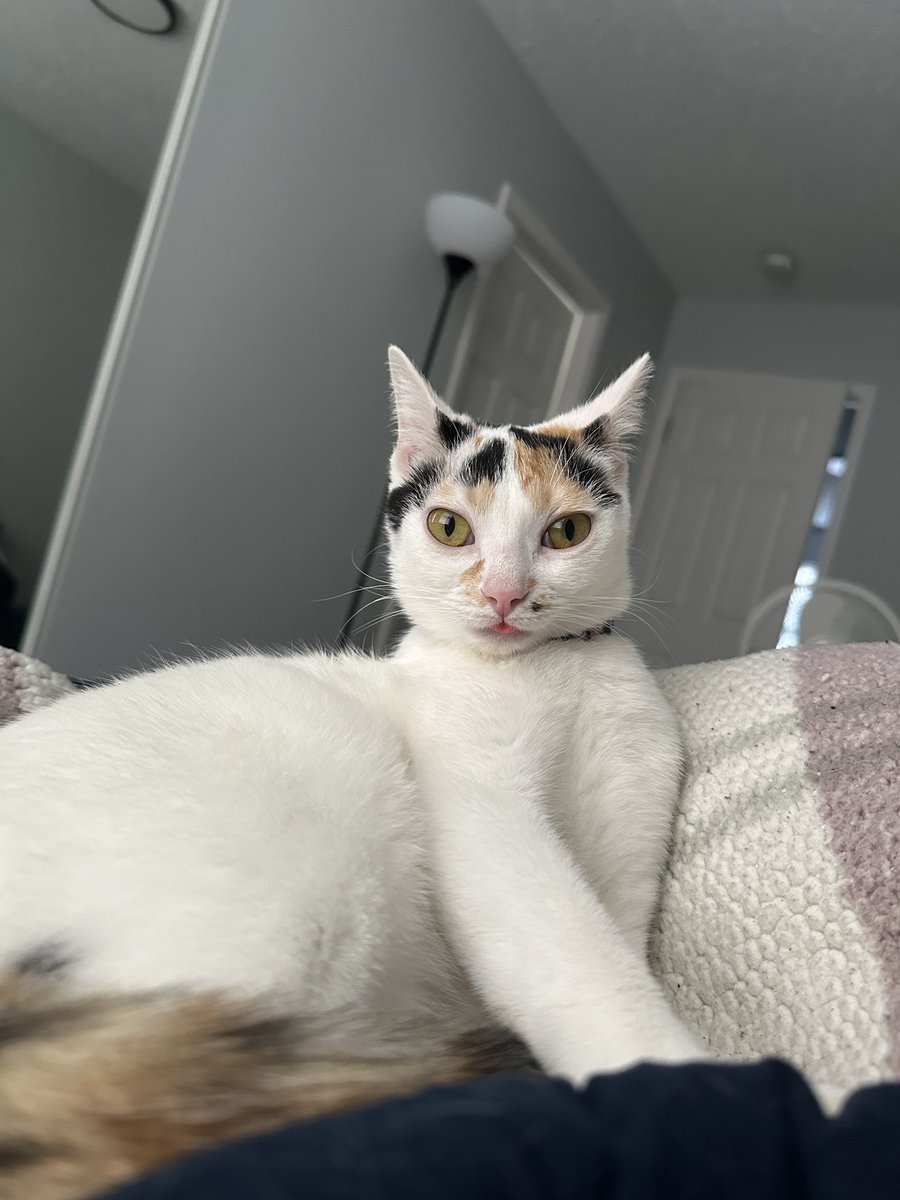 Kiwi & Goose tweet media