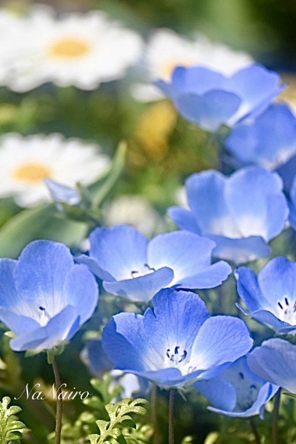 なないろ⭐︎☽ tweet media