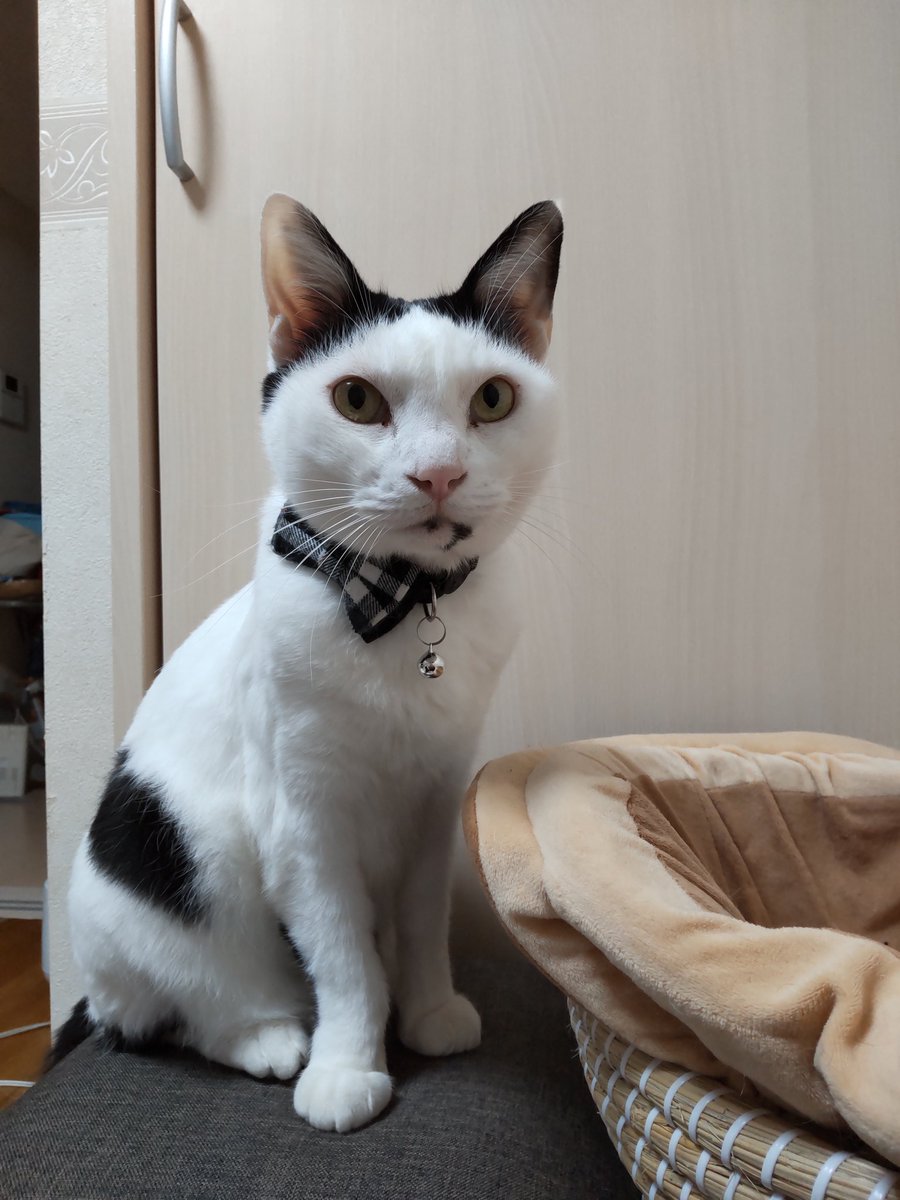 マメさん tweet media