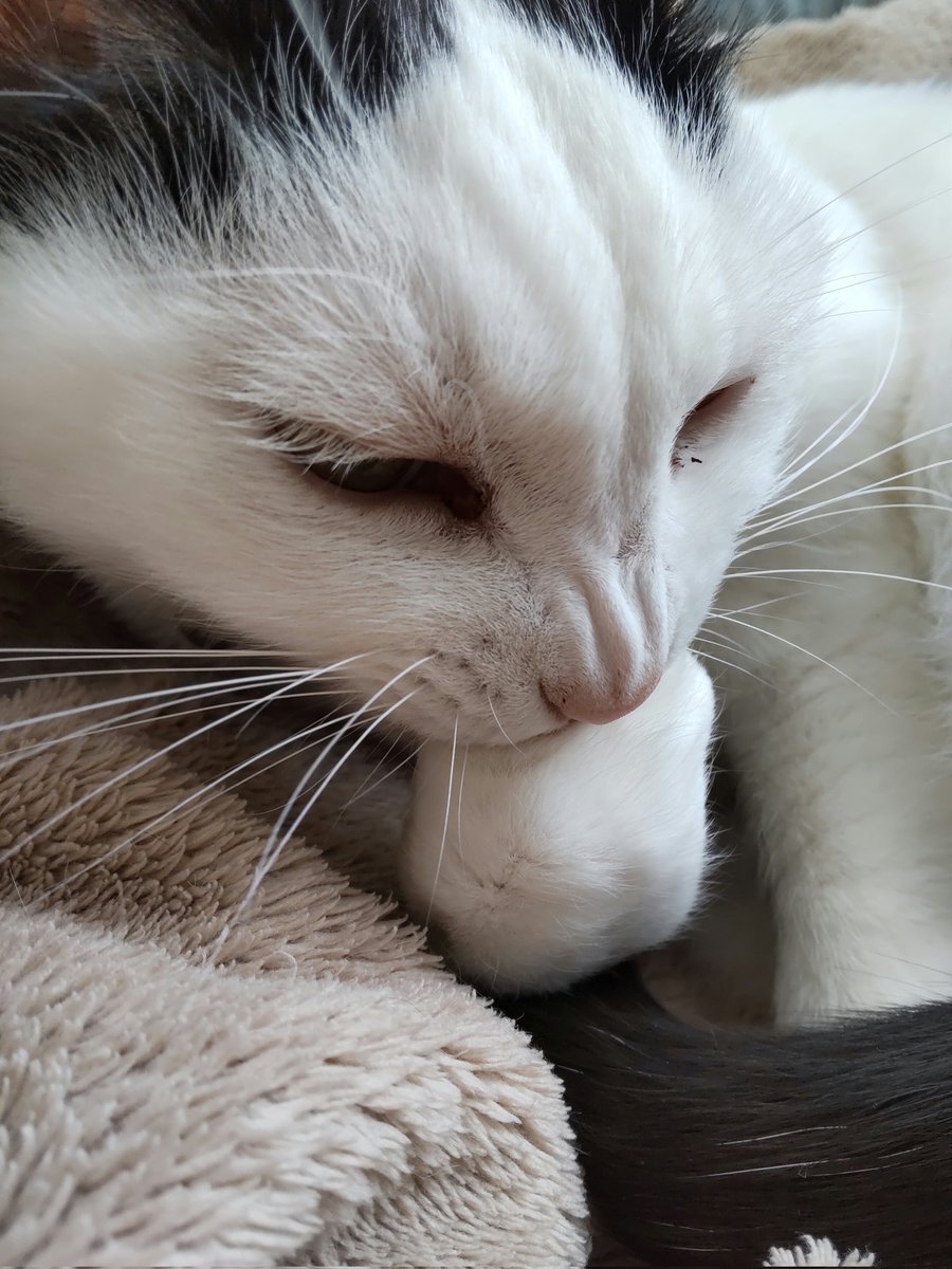 マメさん tweet media