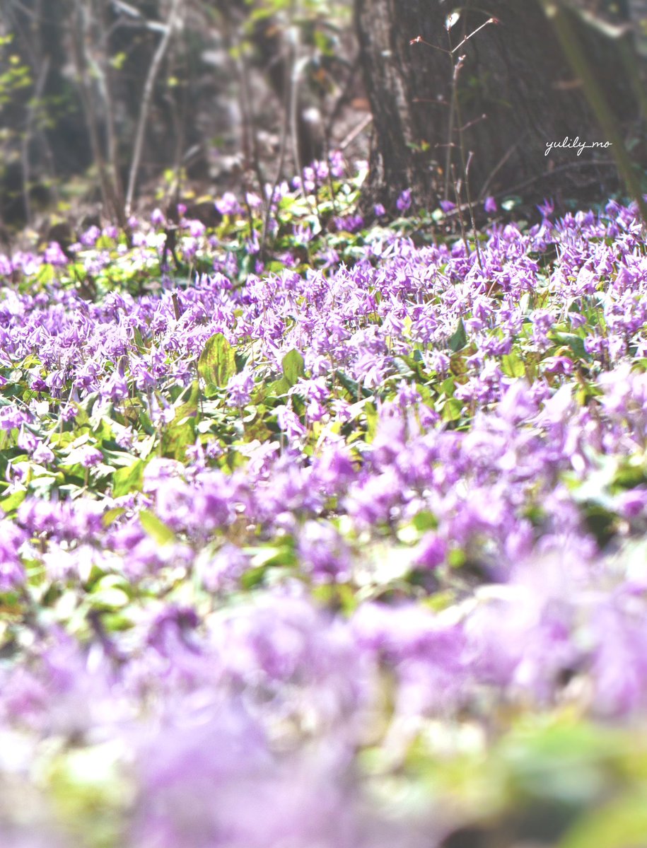 ゆりり〜も tweet media