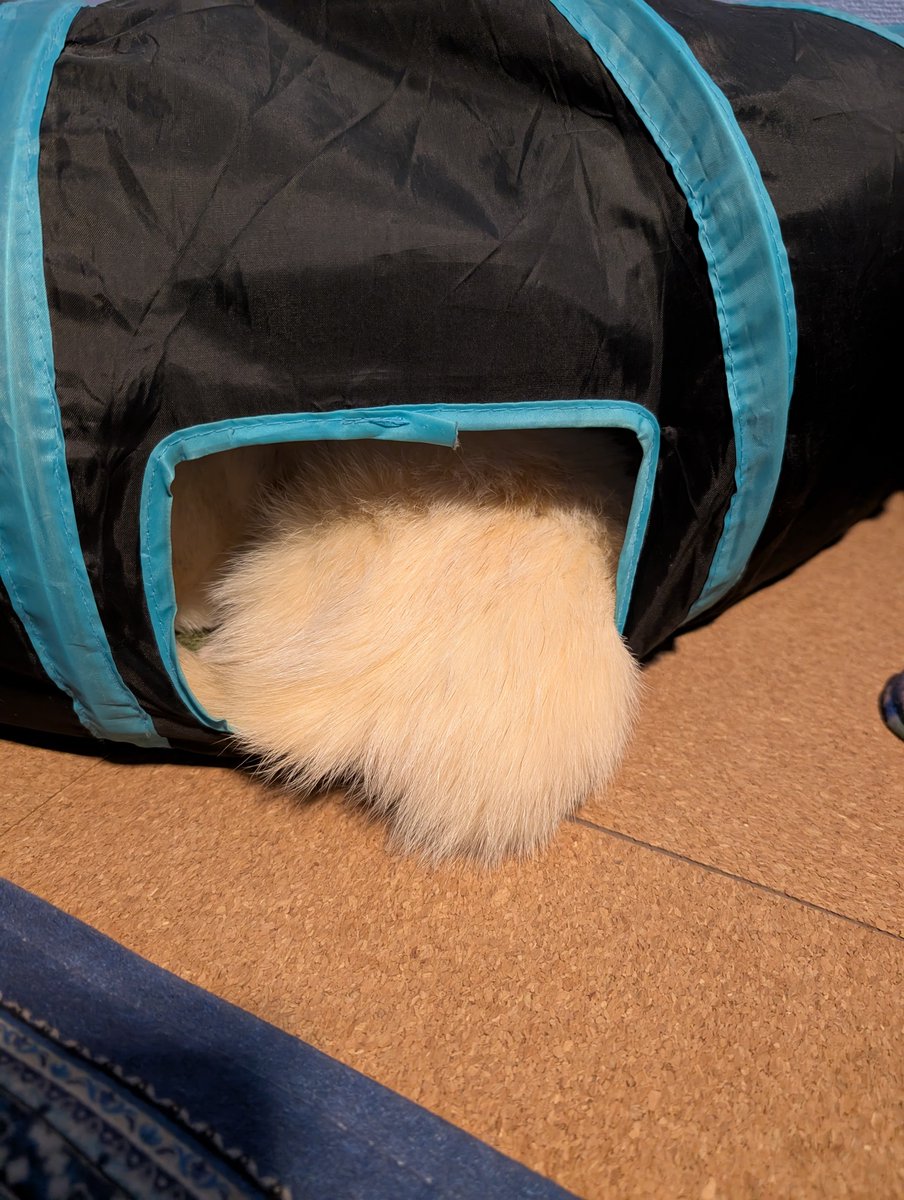 ファンキージャンプ tweet media