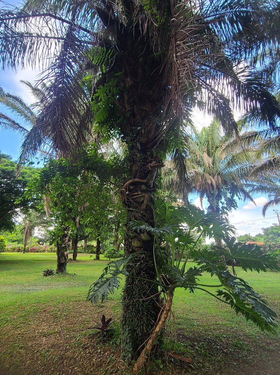 "El amor que me taladra necesita jetapú, viviremos si te cuadra cual bibosi en motacú"