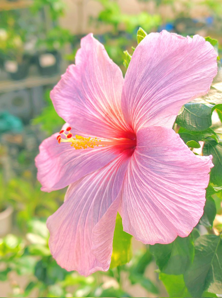 tomotsne tʃina tweet media