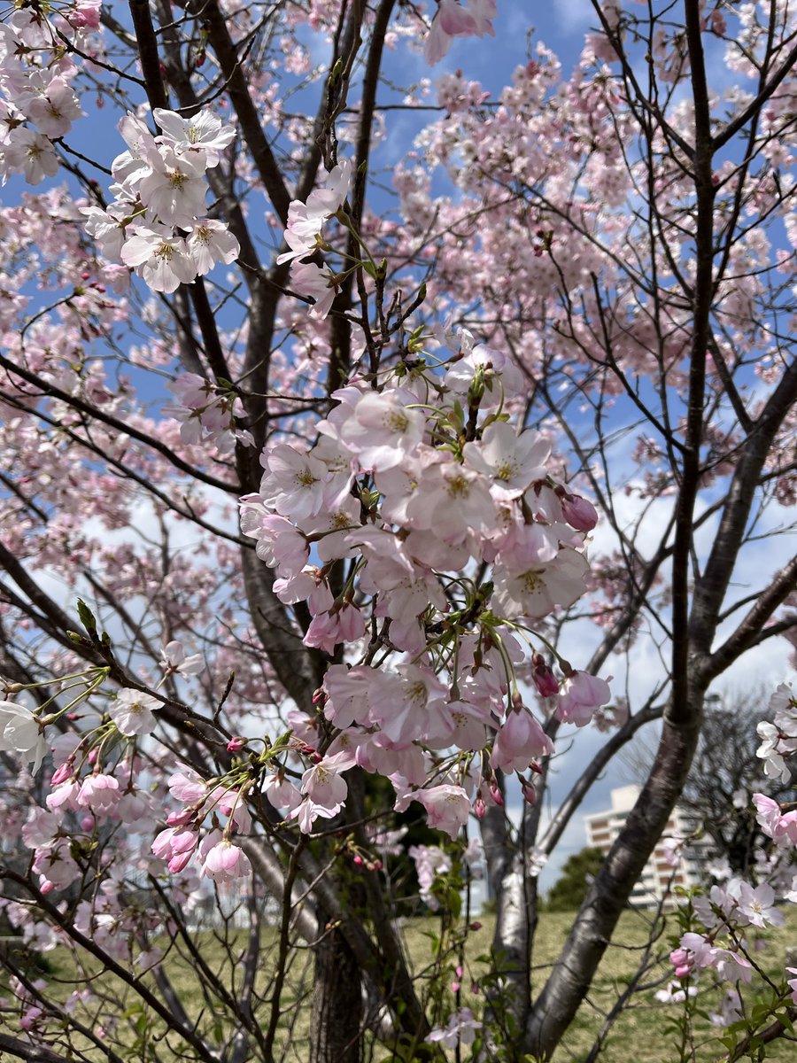 菊池純子 tweet media