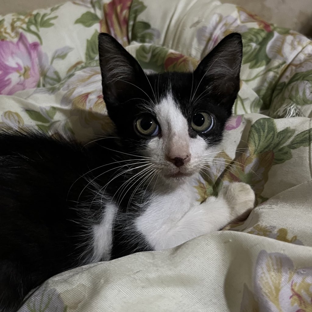 ale 🎢 | 📖: frankenstein tweet media