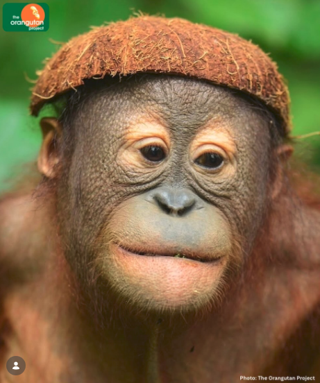 𝕩𝕏𝔻𝕒𝕣𝕜 𝕆𝕣𝕒𝕟𝕘𝕦𝕥𝕒𝕟 ℙ𝕣𝕚𝕟𝕔𝕖𝕏𝕩 tweet media