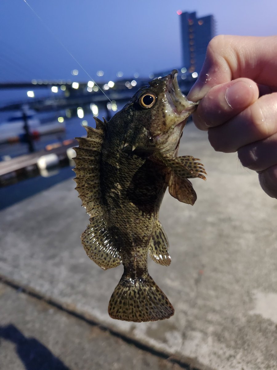 beach_terror's tweet photo. 久しぶりに暖かったのでメバリング🥰メバルは釣れなかった🥺
#釣り https://t.co/qgpPBK60xb