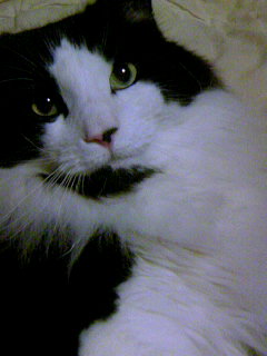 熊千代⁺²⁹⁷🕶️🔥 tweet media