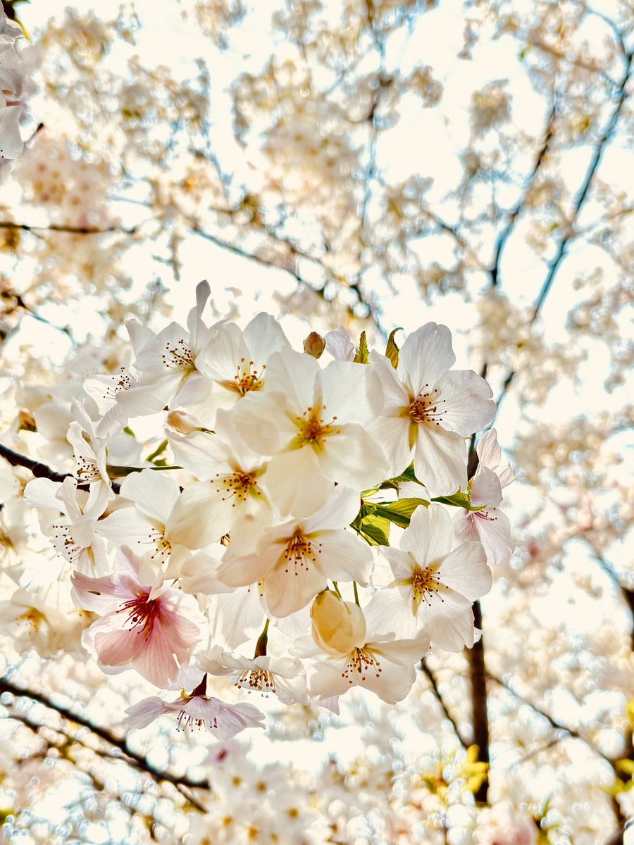 BigBird_2014's tweet photo. 2026/03/29
満開です

（アイポンすごい👀） https://t.co/qYJTYmDlBD