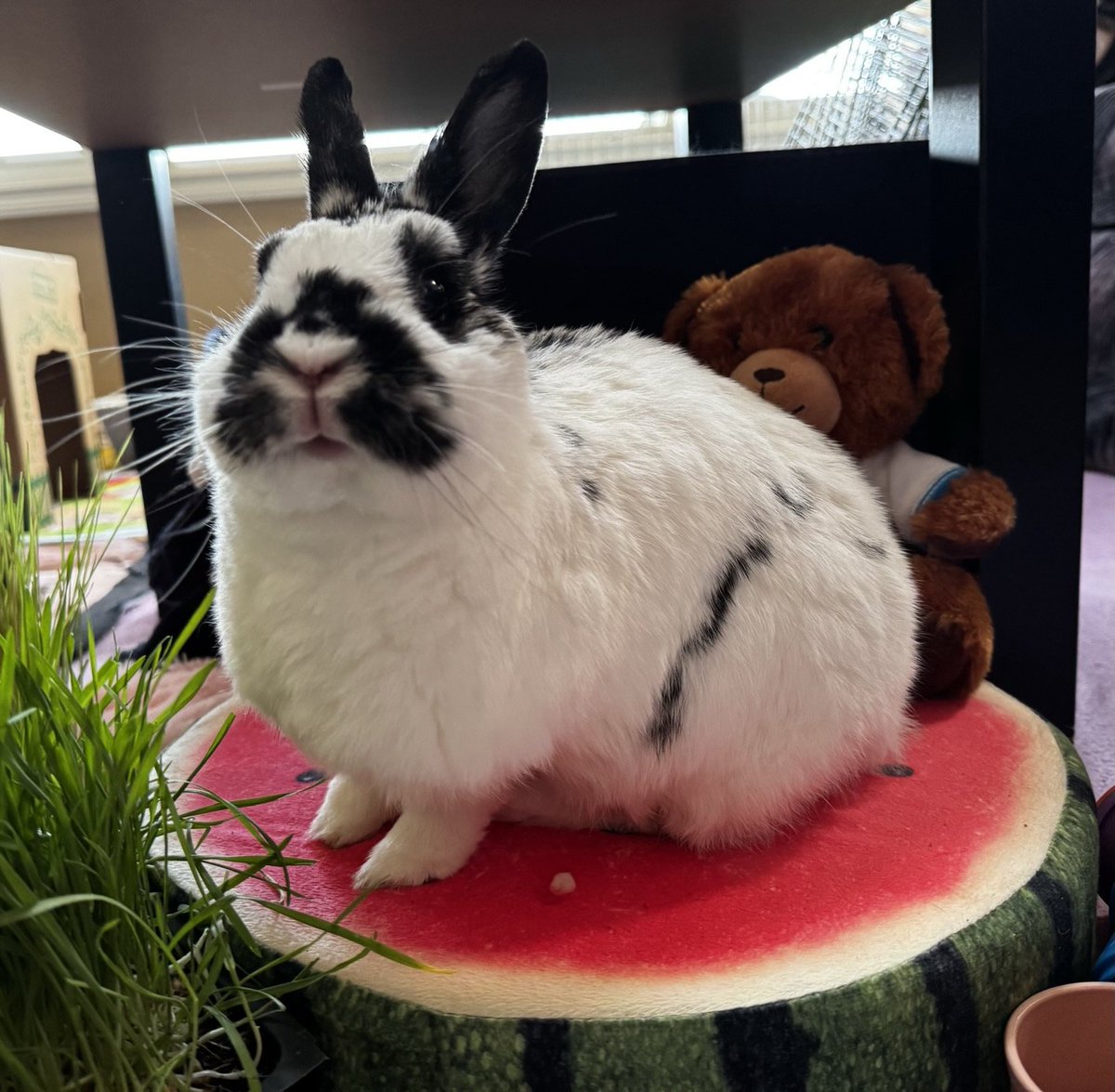 Cenobyte🦑🧲⚫🐸 ֍😷🇨🇦🐰🐰♂️ tweet media