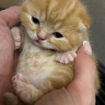 popular cats post tweet media