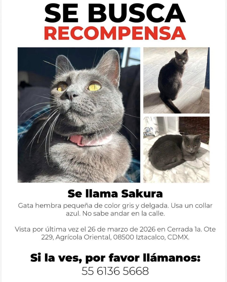 UH Plateros tweet media