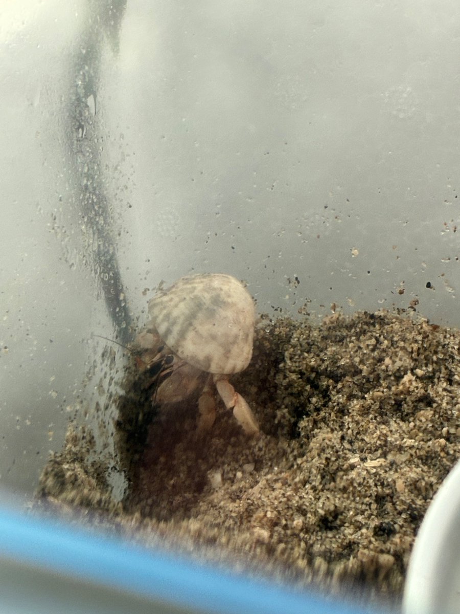 Aura Euronika tweet media