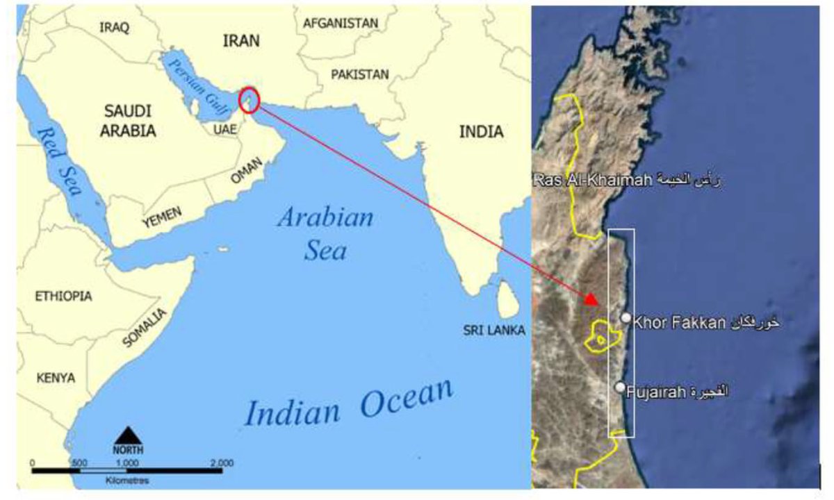 الوآفي ❤️ 🇦🇪 tweet media