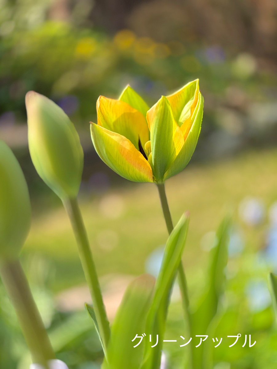 グリーンアップルଘ(੭*ˊᵕˋ)੭* ੈ♡‧₊˚ tweet media