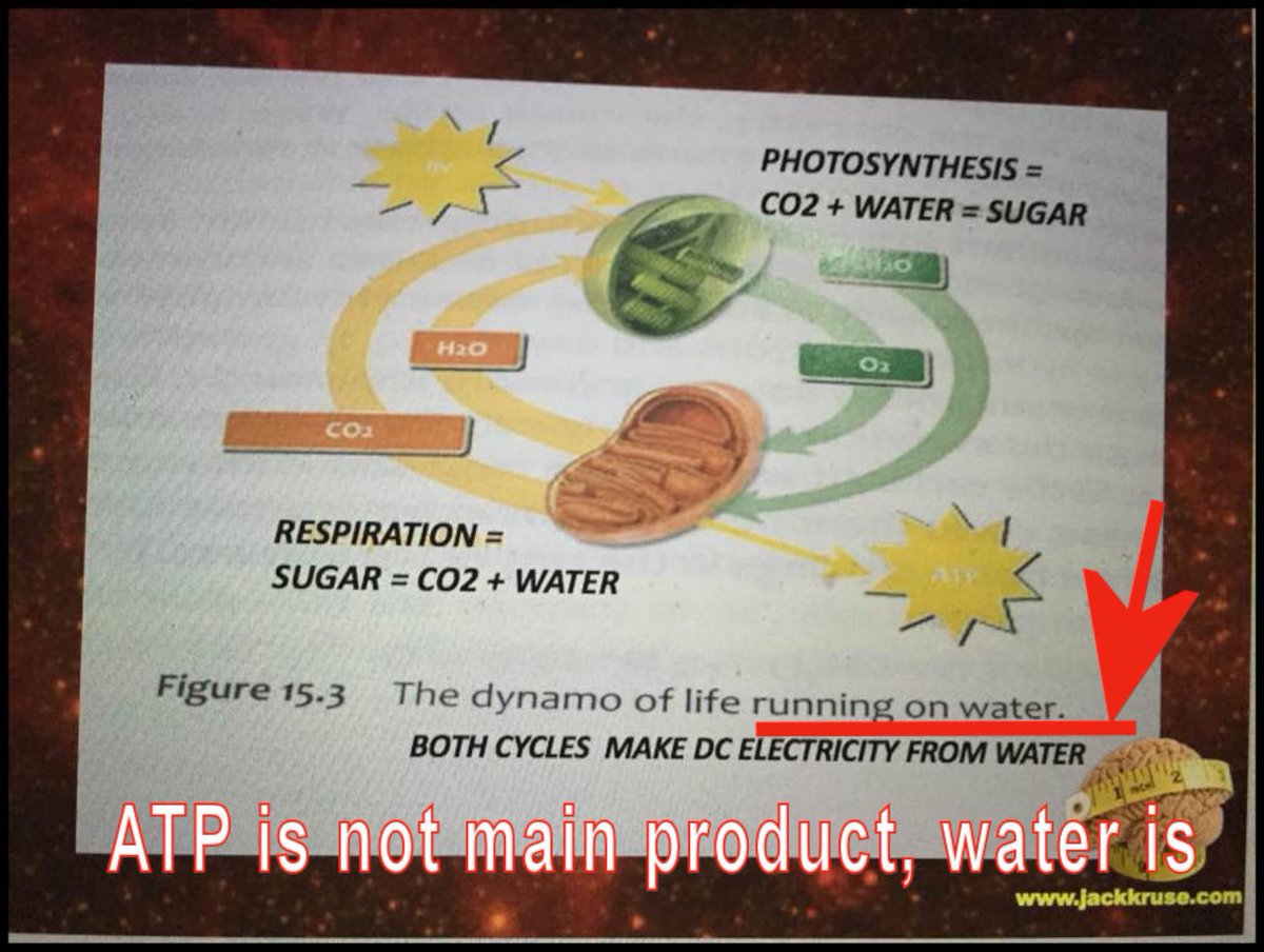 ☣️ Pleb Kruse = BTC foundationalist in exile 🟩🔆 tweet media