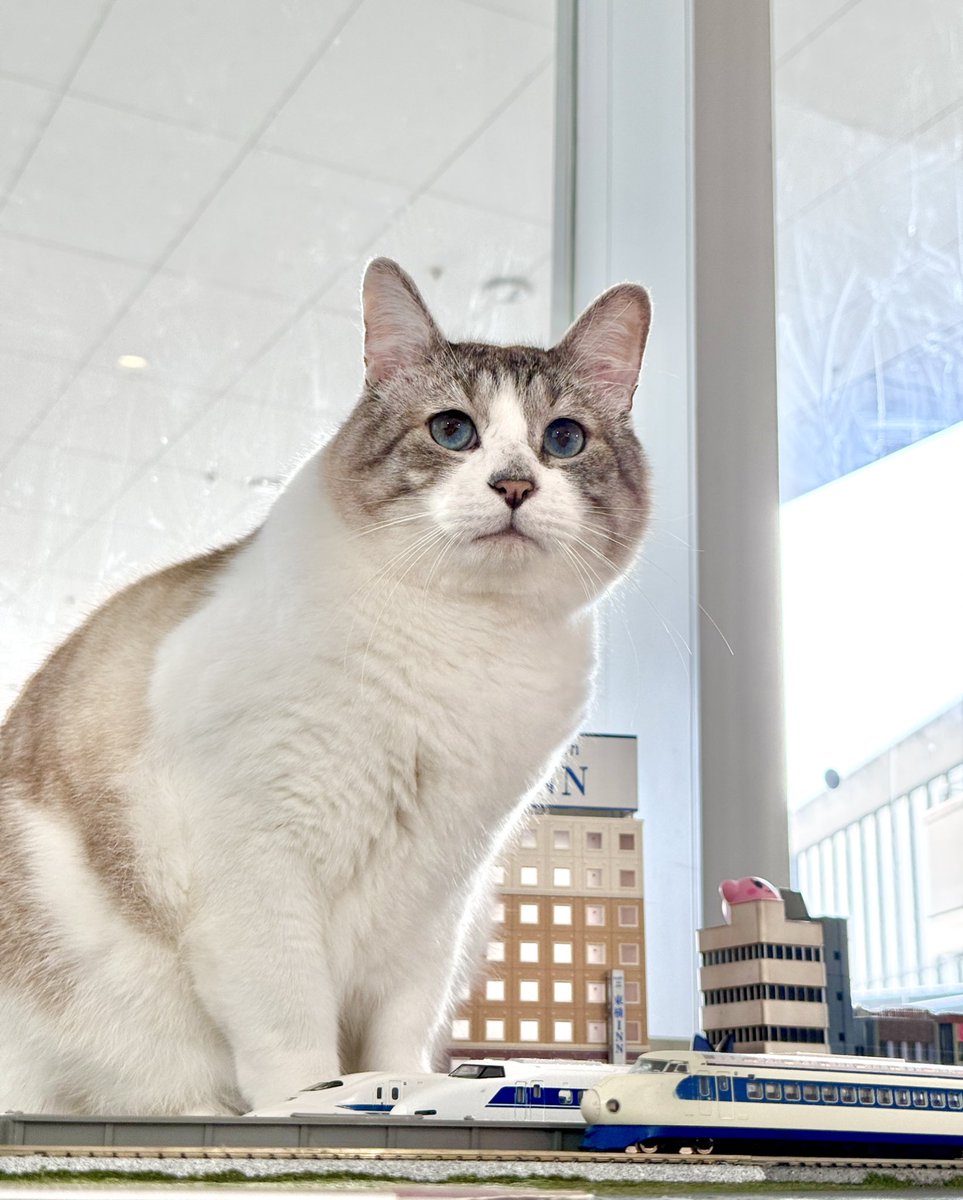 保護猫カフェ 大阪文化館・ジオラマ食堂 Cats Wonderland Osaka-bay tweet media