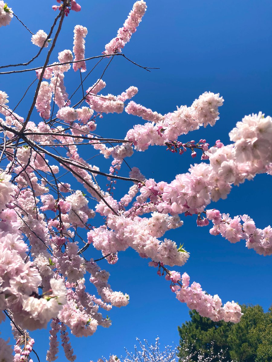 gurichannel(ぐりちゃんねる🍓) tweet media