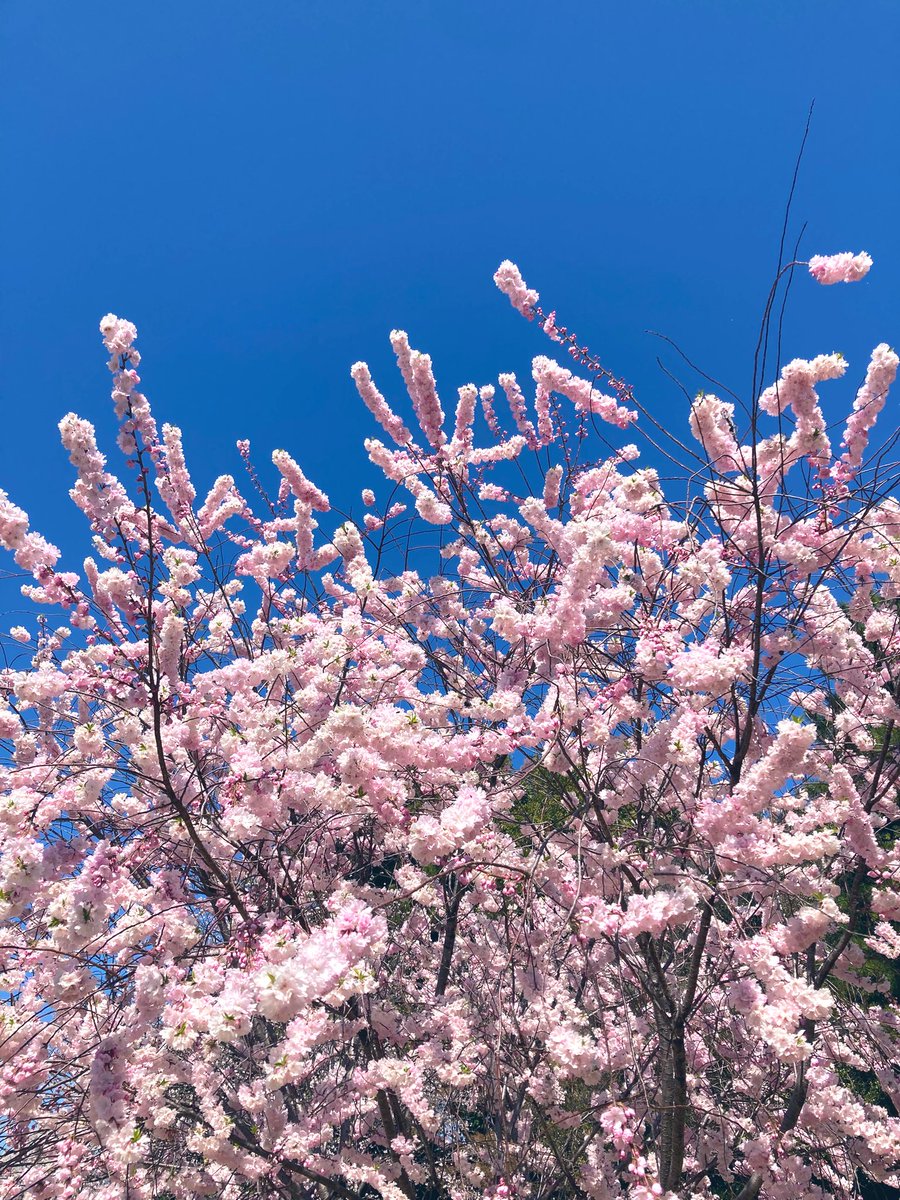 gurichannel(ぐりちゃんねる🍓) tweet media