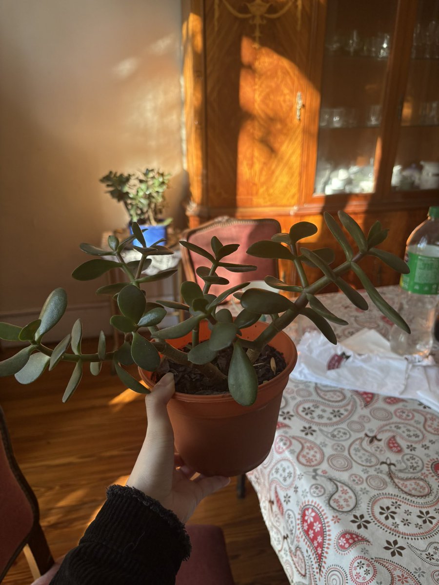 ULTRA Belinchón tweet media