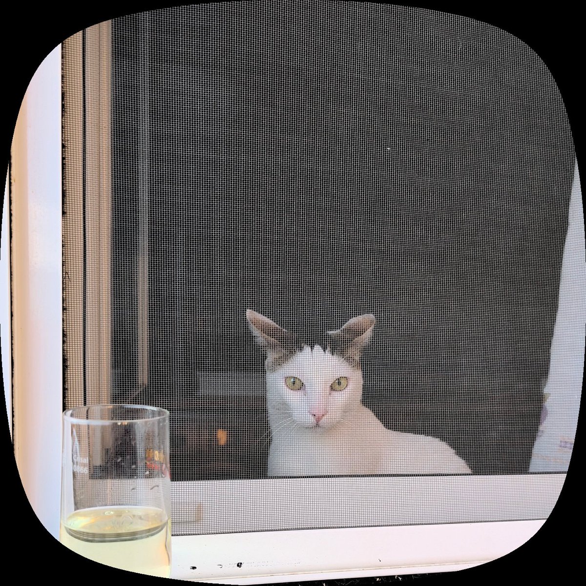 frankjov's tweet photo. El gato más fachero https://t.co/i5kcS2wcTV