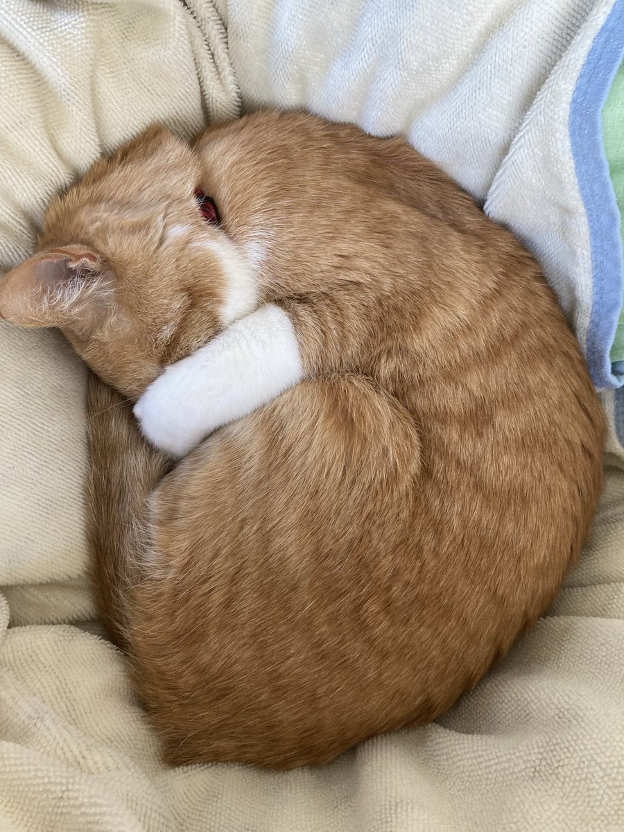 にくきゅう tweet media