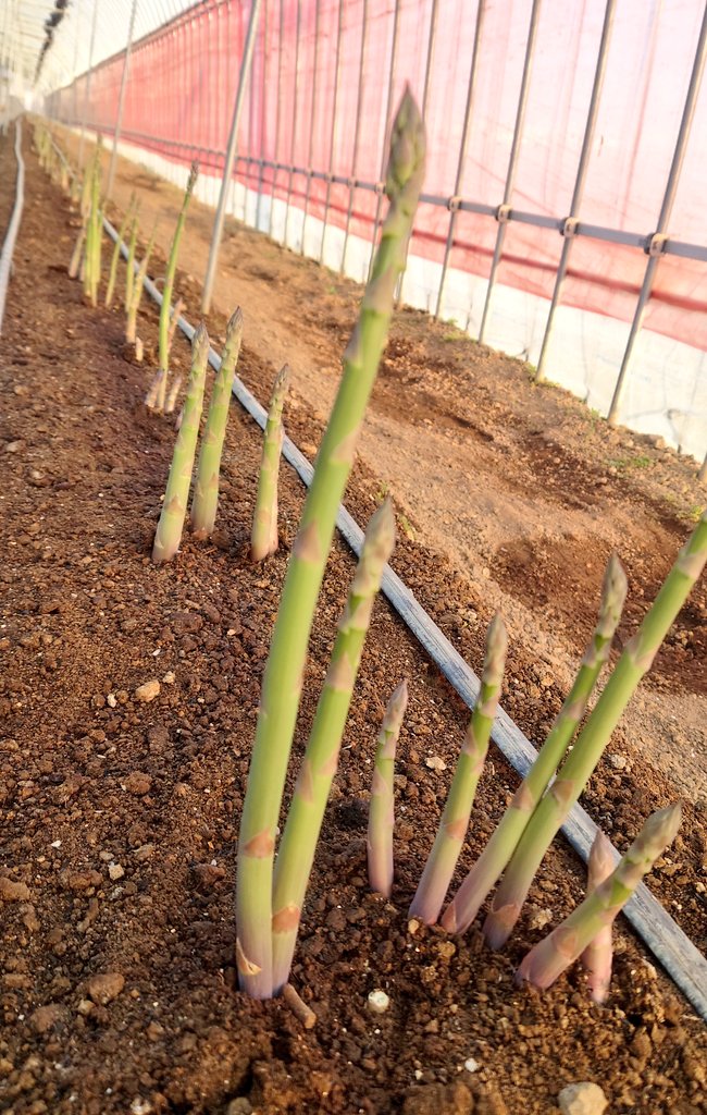 今朝は寒くて０度😰
昨日から伸びた物を収穫しました

#宮城栗原アスパラ
#くりこまかやのうえん