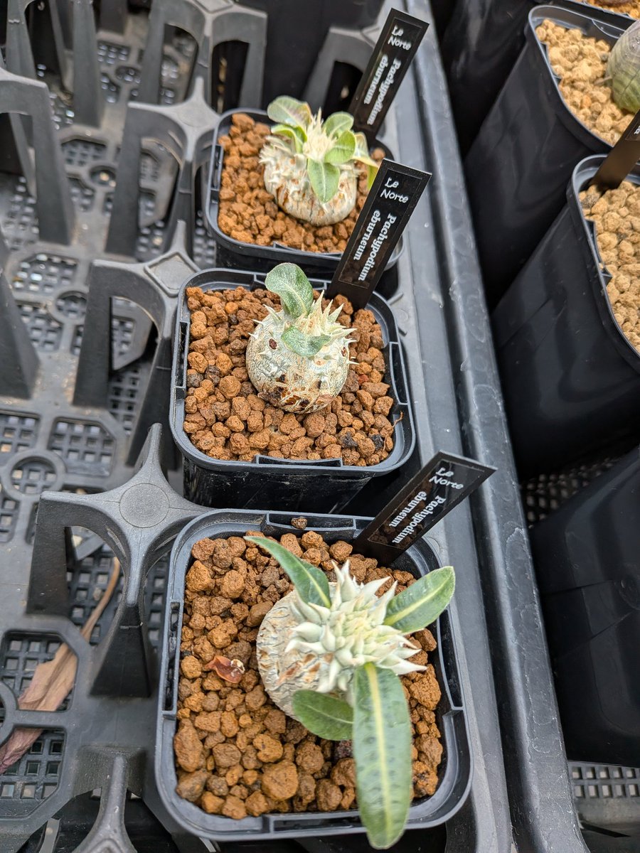 Le Norte tweet media