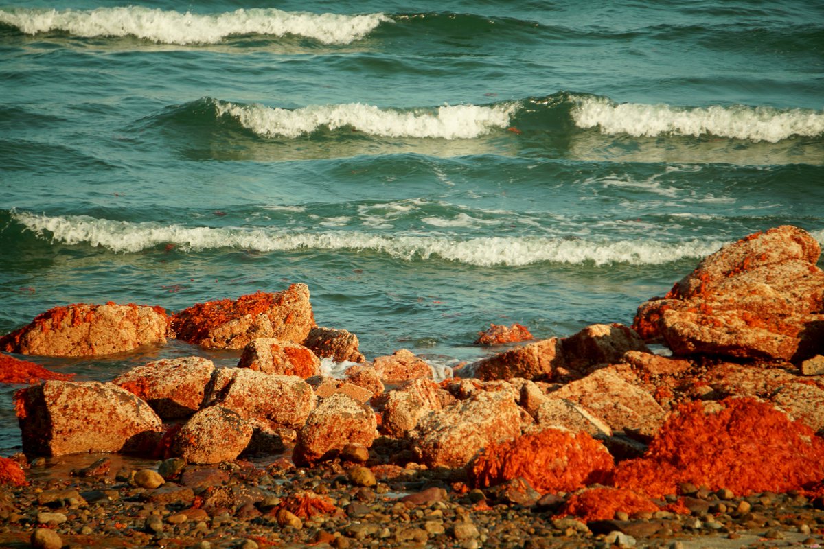 drmichaellevin's tweet image. #naturephotography   #infrared