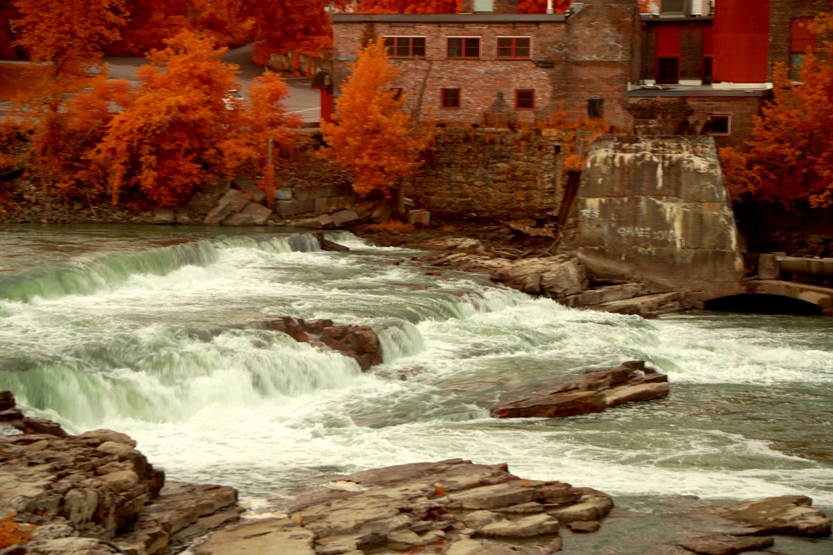 drmichaellevin's tweet image. #naturephotography   #infrared