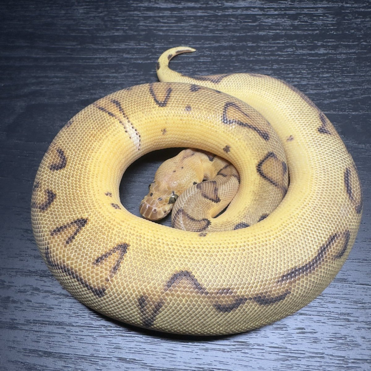 Yellow Benjamin しゅん座 tweet media